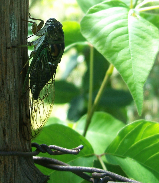 cicada-on-post