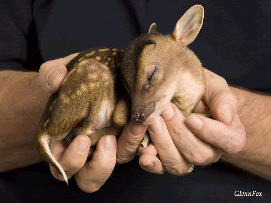 Fawn in hands