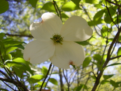Dogwood
