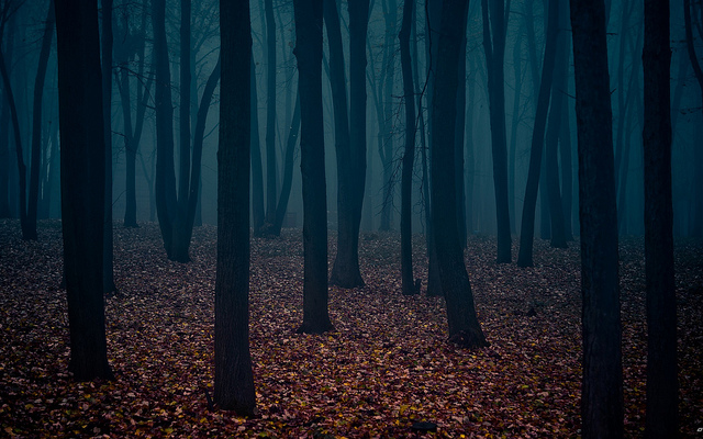 Gloomy forest