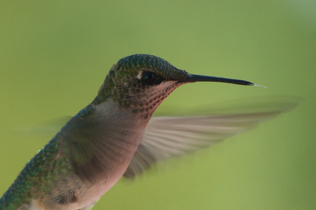 Hummingbird