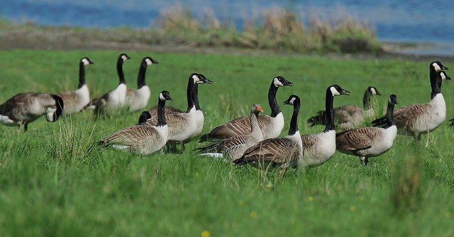 Geese in field