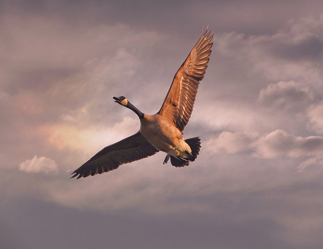 Goose in flight