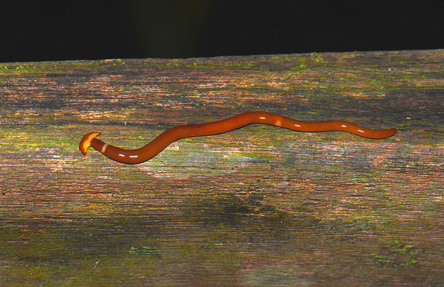 land planarian