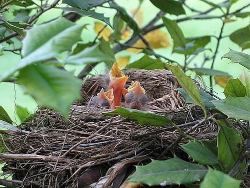 Baby robins
