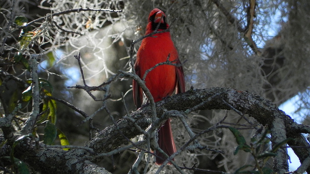 Cardinal