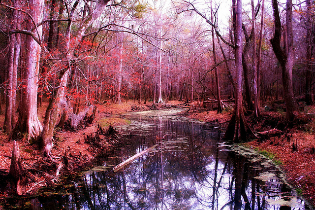Cypress trees - pink