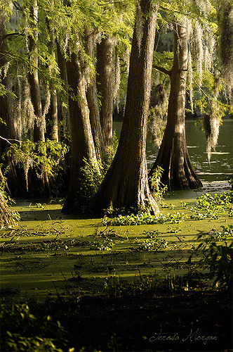 Cypress trees.jpg
