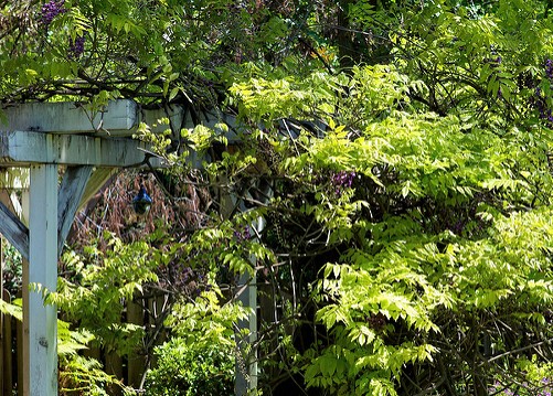 Wisteria arbor