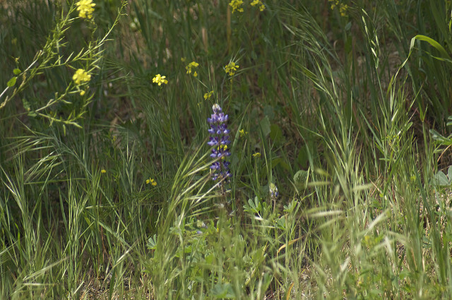 Wisteria in yard 2