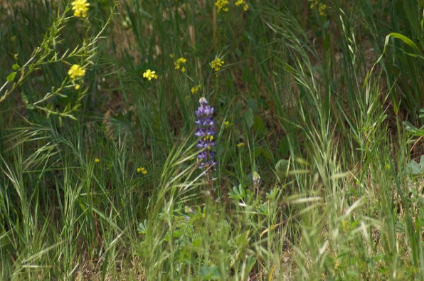 Wisteria in yard 2
