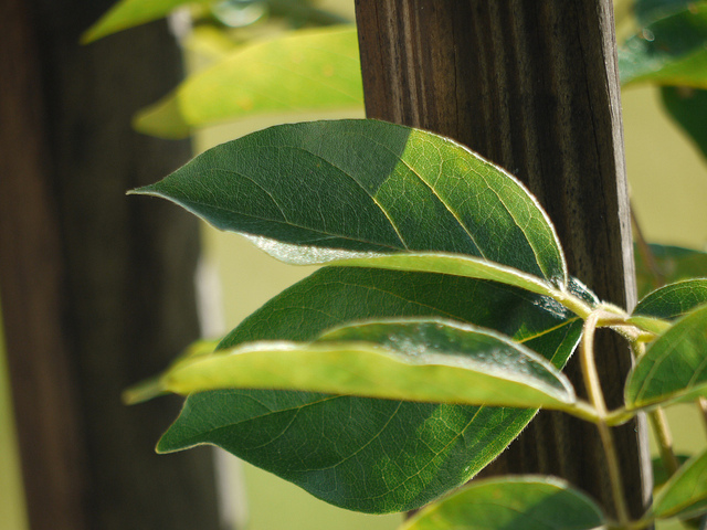 Wisteria leaves