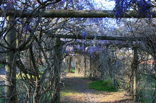 Wisteria long arbor