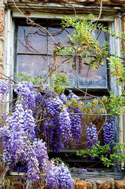 Wisteria &amp; old house