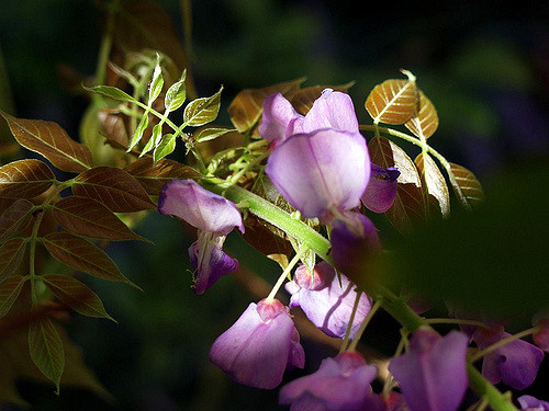Wisteria sprig
