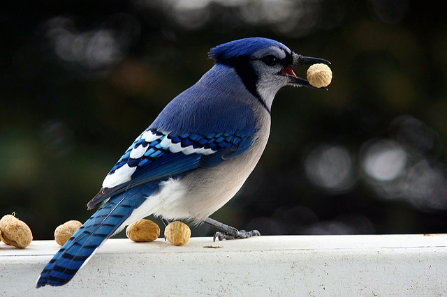 Blue jay