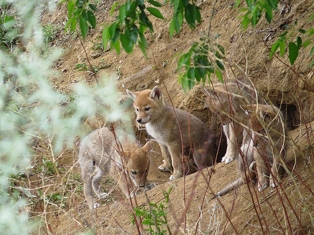 Coyote pups
