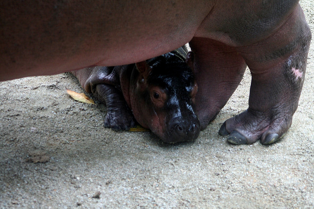 Baby hippo