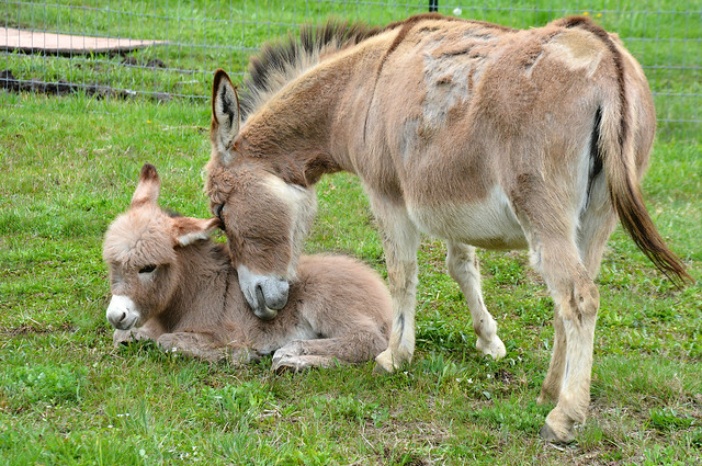 Jerusalem donkeys