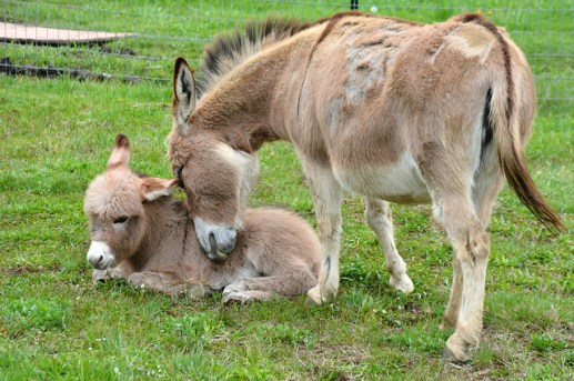 Jerusalem donkeys
