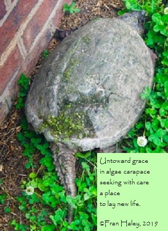 Snapping turtle - Copy