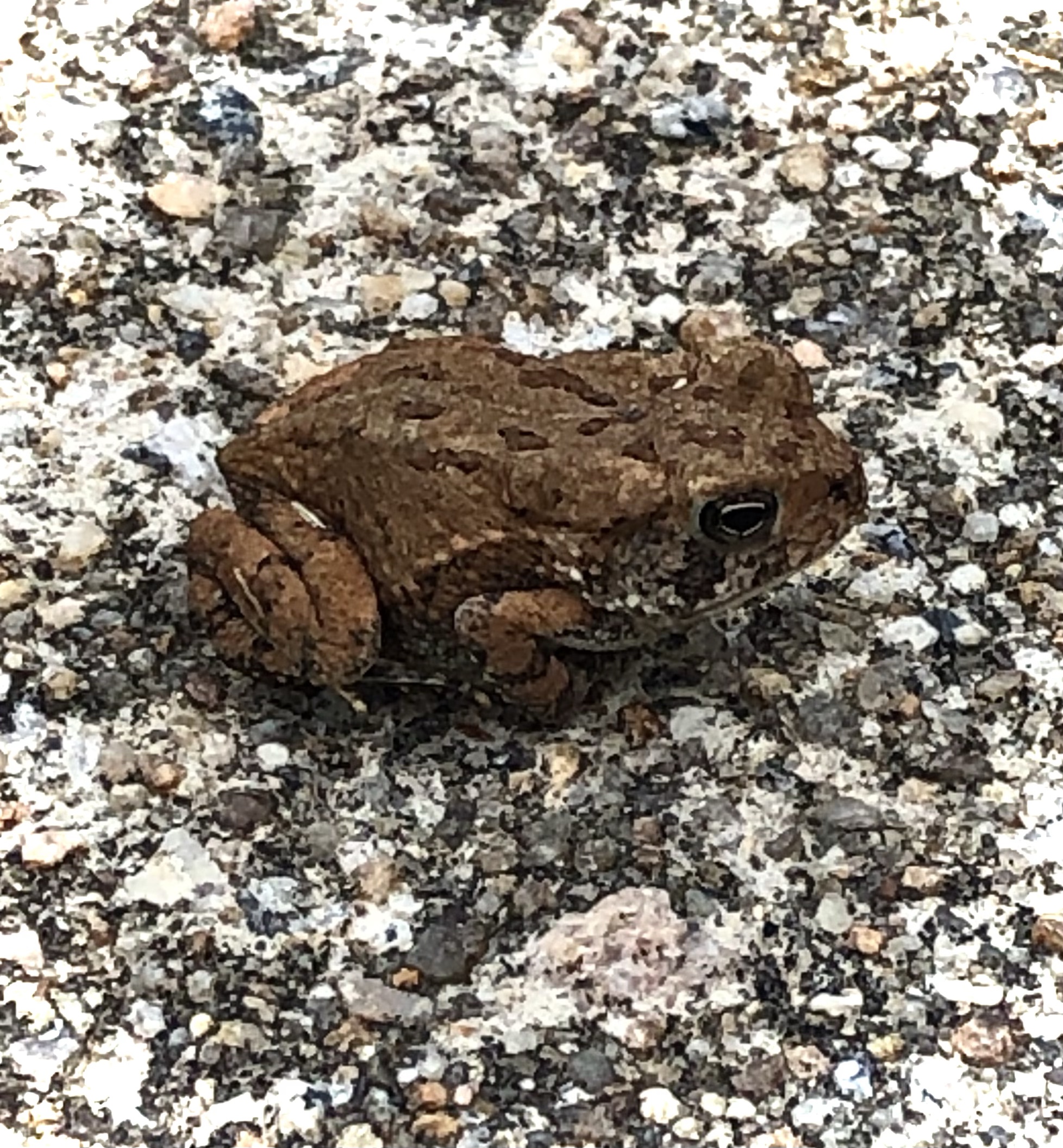 Toadlie Toadally true story | lit bits and pieces