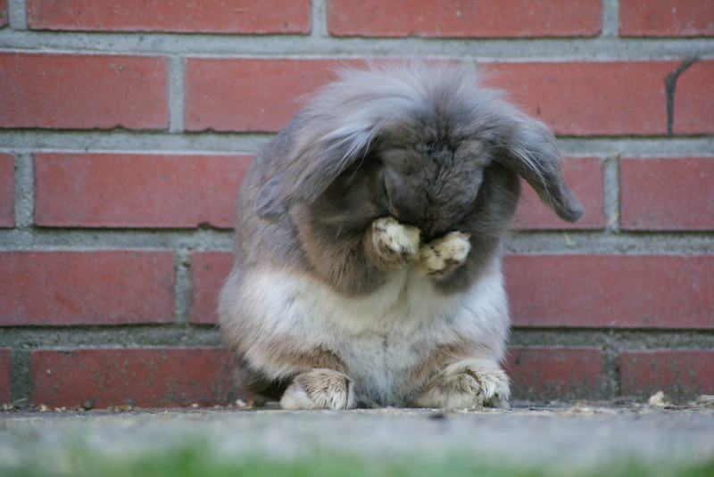 Tale-based poem: The Legend of Water Rabbit | lit bits and pieces